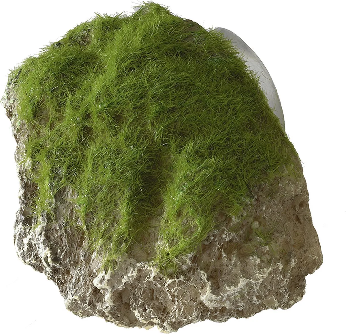 Aquariumdecoratie - Vissen - Moss Stone With Suction Cup Xs - 9x6x6,5cm - 1st van Aqua Della in <> – productfoto
