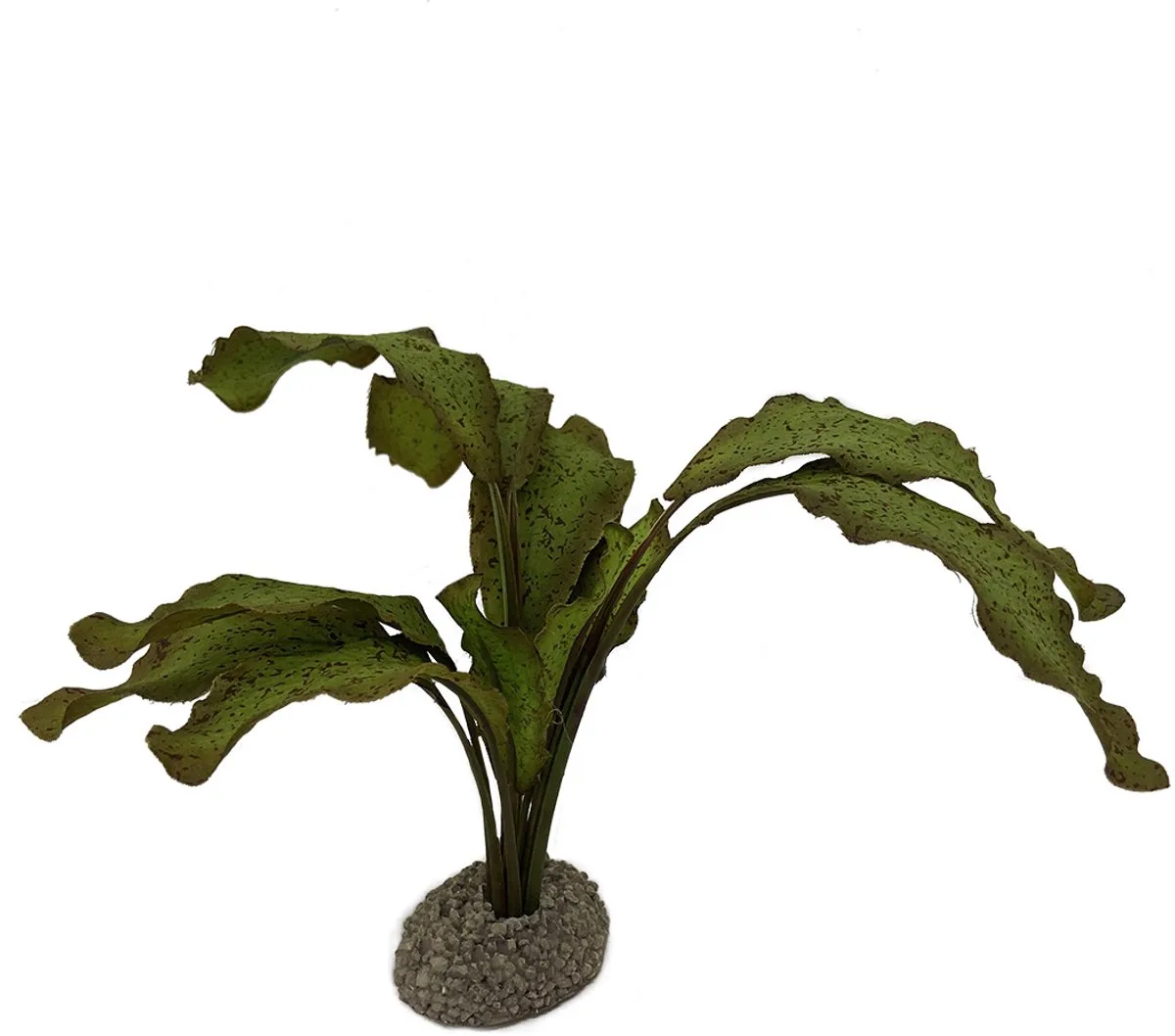 Aquariumplanten (voeding) - Vissen - Echinodorus 1 5cm - 1st von Aqua Della in Grün – Produktfoto