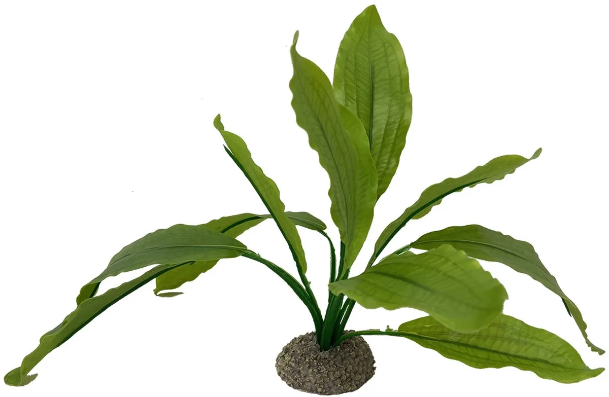 Aquariumplanten (voeding) - Vissen - Echinodorus 2 24cm - 1st från Aqua Della i Grön – produktbild