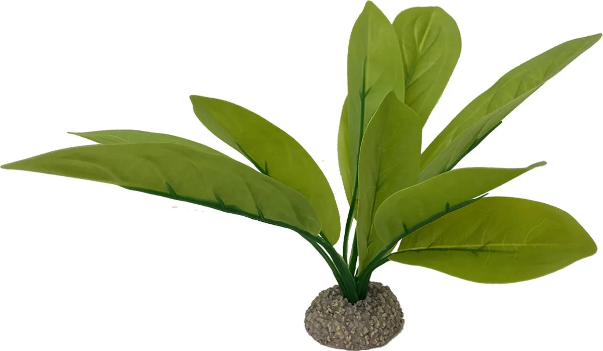 Aquariumplanten (voeding) - Vissen - Echinodorus 3 24cm - 1st von Aqua Della in Grün – Produktfoto
