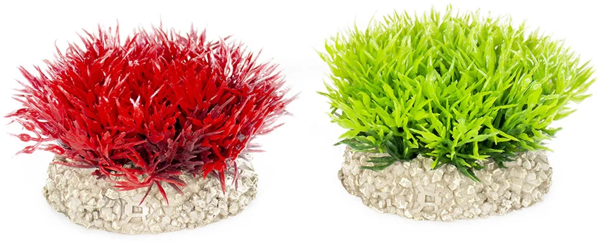 Aquariumplanten (voeding) - Vissen - Plant Crystalwort Moss S - Height 5cm - 1st von Aqua Della in Gemengde Kleuren – Produktfoto