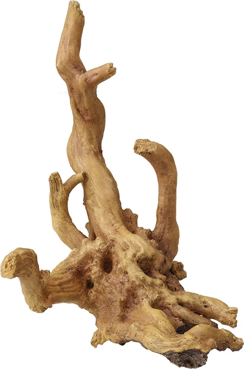 Coffee Root 4 24x19.5x14 cm 234/421628 de Aqua Della en Marron – photo produit