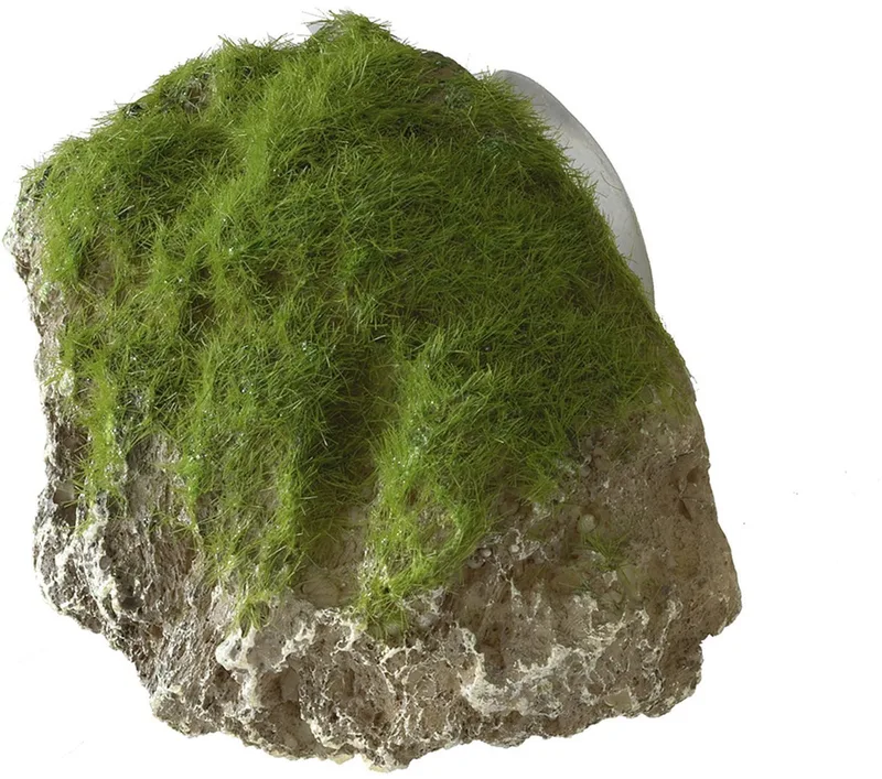 Decor Moss Stone Met Zuignap Small - Aquarium - Ornament - 12x9.5x10.5 cm de Aqua Della en <> – photo produit