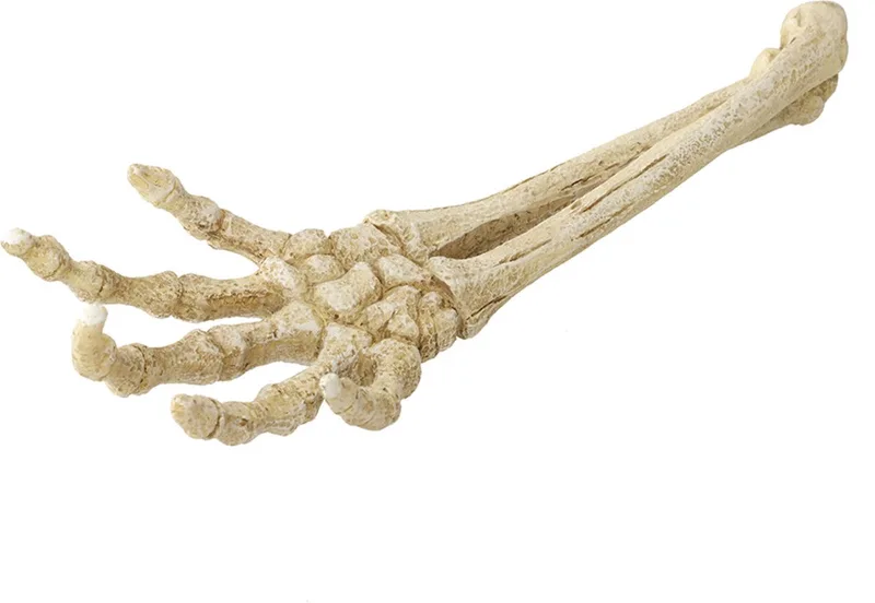 Skelet Hand - Aquarium - Ornament - 26.8x9.4x4.5 cm de Aqua Della en <> – photo produit