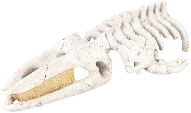 Walvisskelet aquarium ornament beige | natuurgetrouwe schuilplaats | 22 x 11 x 5,5 cm L - 30x17x8cm van Aqua Della – productfoto
