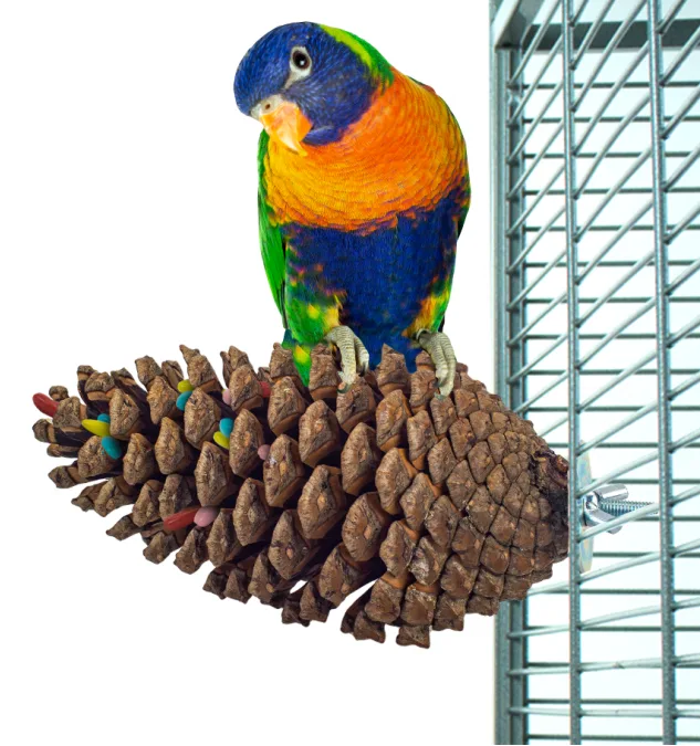 Foraging Pinecone