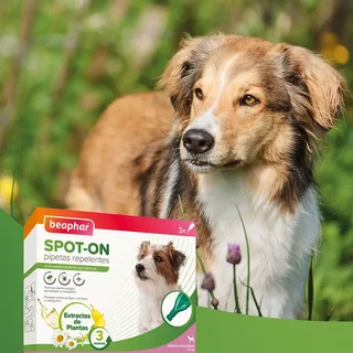 Pipettes Antiparasitaires Répulsives Pour Chien 1ml 3 Unités de Beaphar – photo produit 2 sur 6