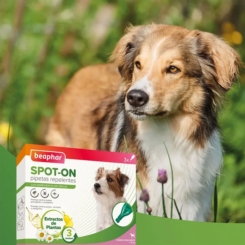 Pipettes Antiparasitaires Répulsives Pour Chien 1ml 3 Unités de Beaphar – photo produit 2 sur 6