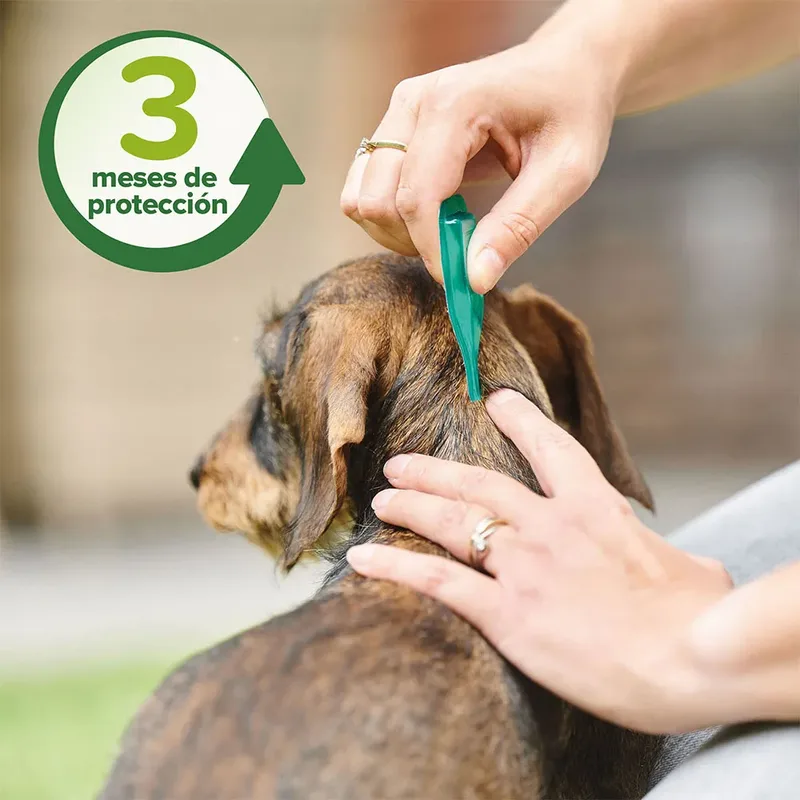 Antiparasitäre Abweisende Pipetten Für Hunde 2ml 3 Einheiten von Beaphar – Produktfoto 3 von 6