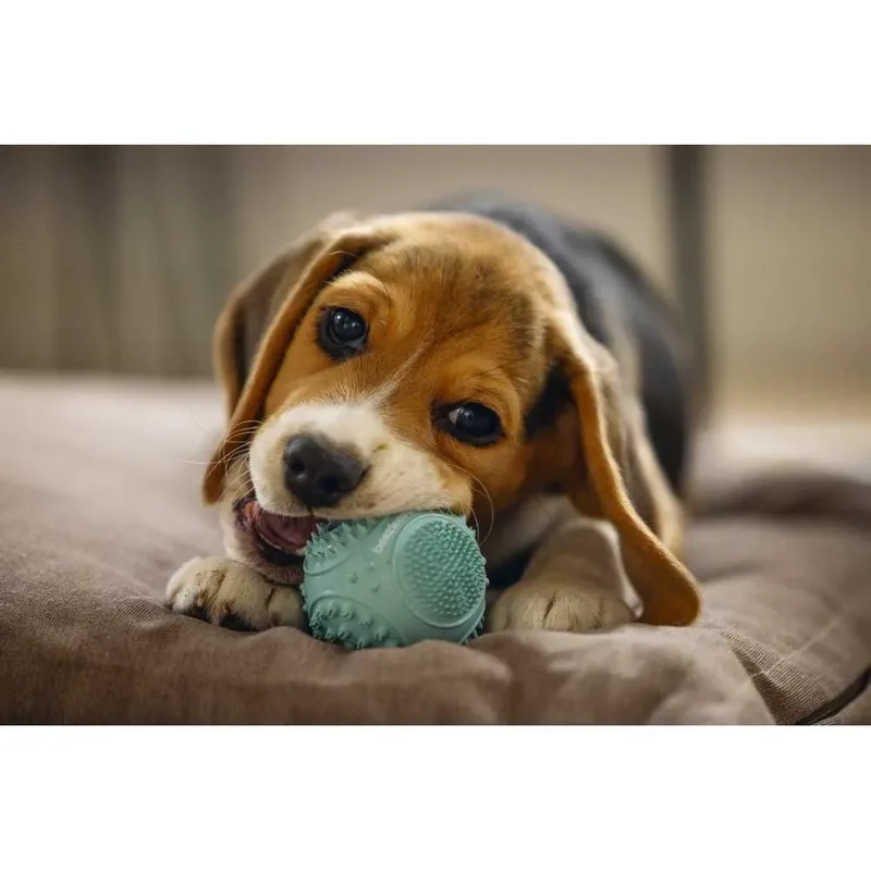 Dentale Bal Puppy Speelgoed van Beeztees – productfoto 2 van 2