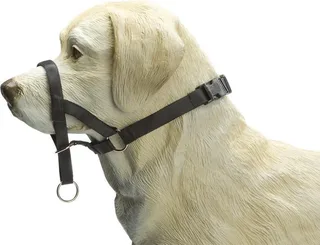 Dog Control - Halsband Hond - S von Beeztees in Schwarz – Produktfoto 1 von 2