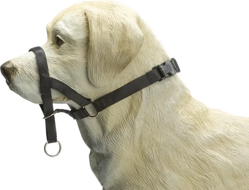Dog Control - Halsband Hond - S von Beeztees in Schwarz – Produktfoto 1 von 2