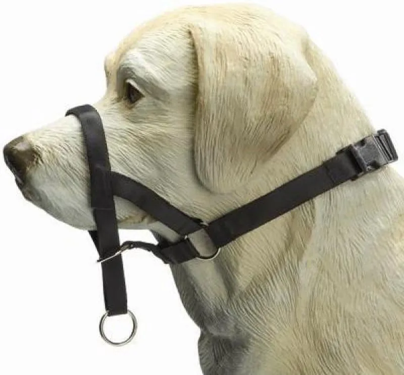 Dog Control - Halsband Hond - XL de Beeztees en Noir – photo produit