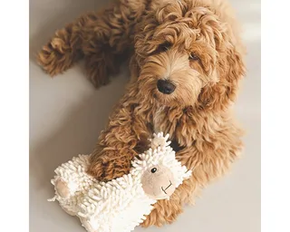 Jouet Pour Chien Sheeep Jovi de Beeztees en Beige – photo produit 2 sur 4