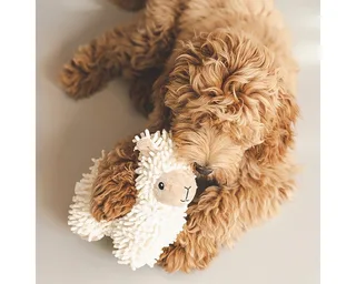 Jouet Pour Chien Sheeep Jovi de Beeztees en Beige – photo produit 3 sur 4
