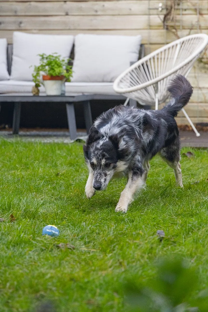 Fetch Tennis Ball - Hondenspeelgoed - 6,3 cm - 3ST de Beeztees en Bleu, Jaune – photo produit