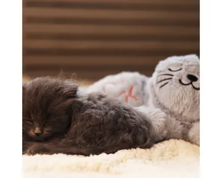 Kitten Heartbeat Knuffel Pur - Kattenspeelgoed - Polyester - 23x13x11 cm de Beeztees en Gris – photo produit 5 sur 5