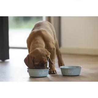 Mangeoire Pour Chien Yummy von Beeztees – Produktfoto 2 von 2
