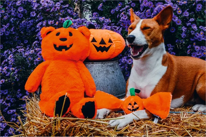 Speeltje Pompoenbeer - Hondenspeelgoed - 45 cm by Beeztees in Orange – product photo