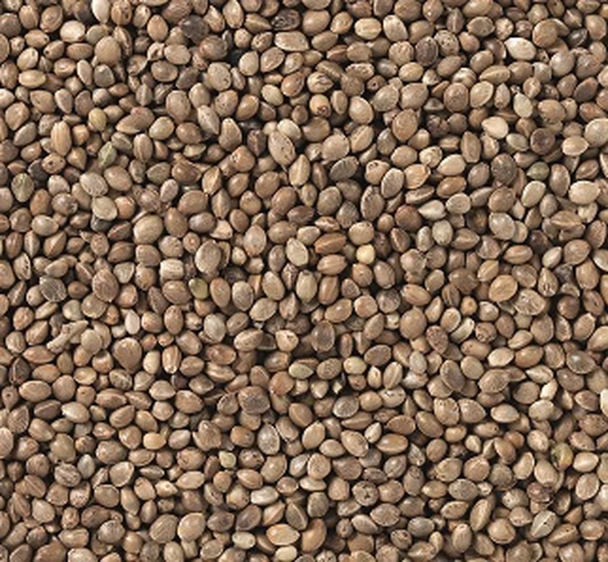 Hennepzaad - Kempzaad - 800 gram från Beyers – produktbild