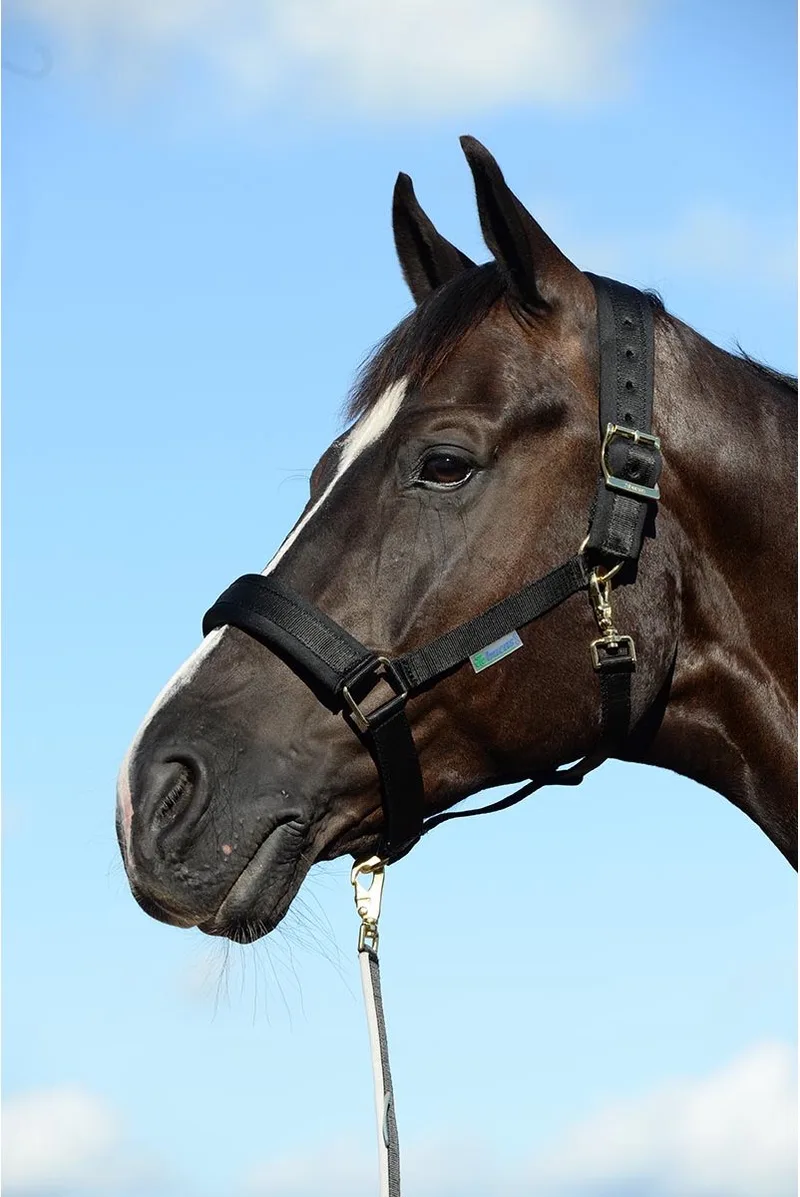 Halster Bucas Comfort de Bucas en Noir – photo produit