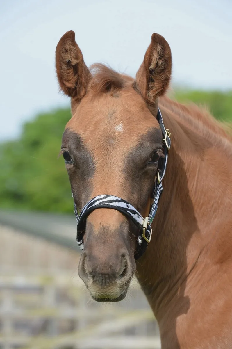 Halster Bucas Dublin de Bucas en Groen-grijs – photo produit