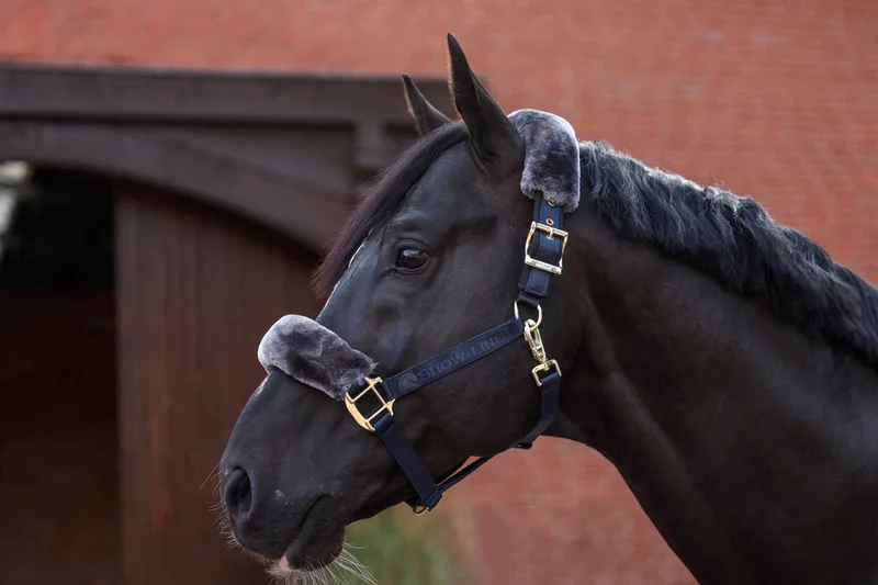 Show-Line Half Fur Halster Pony von Bucas in Dunkelblau – Produktfoto