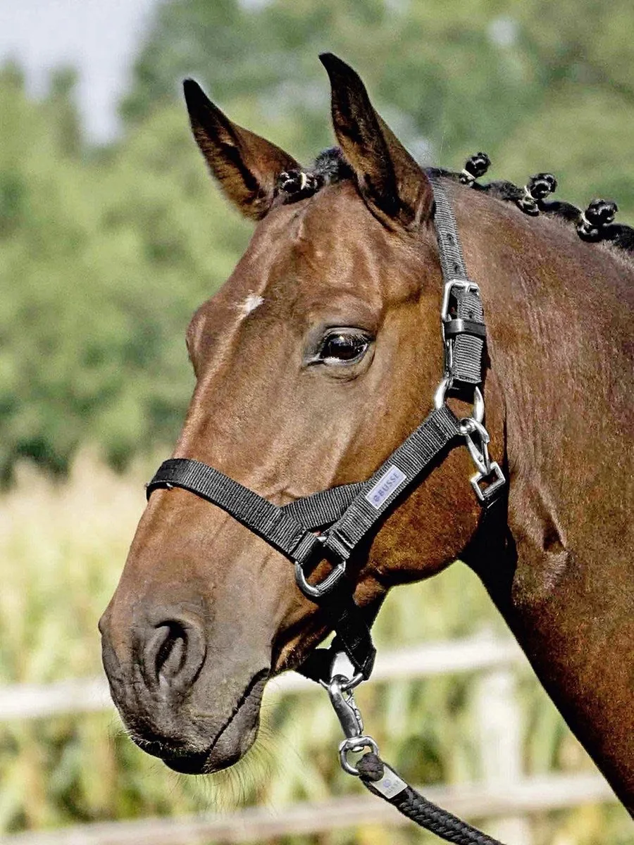 Headcollar Strong HO II de Busse en Noir – photo produit