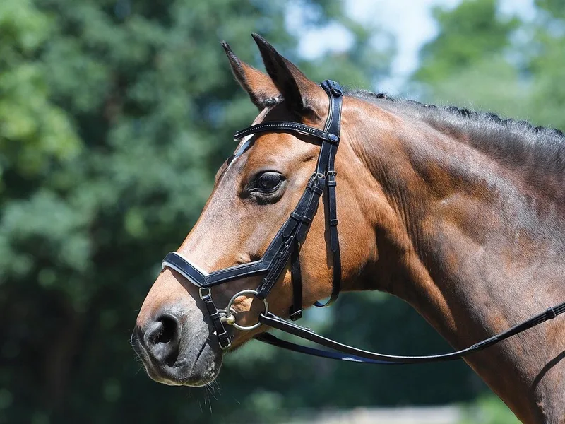 hoofdstel Feeling Black-White Cob de Busse – photo produit