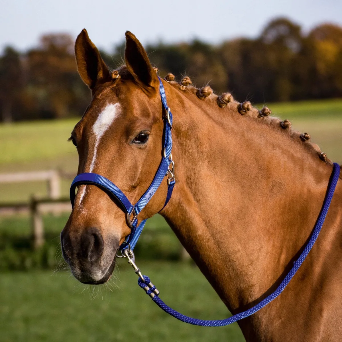 Solid Soft Kantara - Extra sterk en comfortabel voor paarden van Busse – productfoto