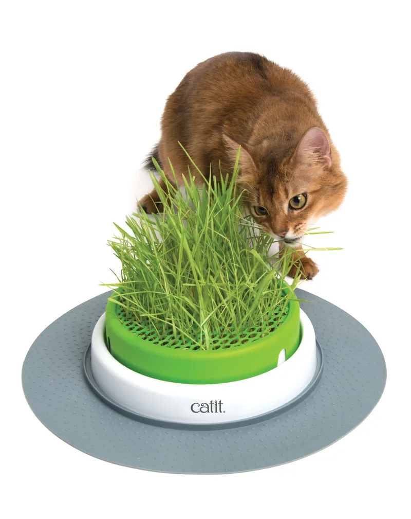Senses 2.0 Grass Planter von Catit – Produktfoto