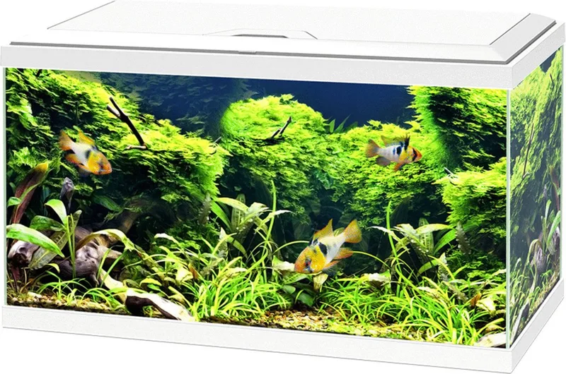 Aquarium 60 Led Cf80 60x30x41 cm - 58L von Ciano in Weiß – Produktfoto