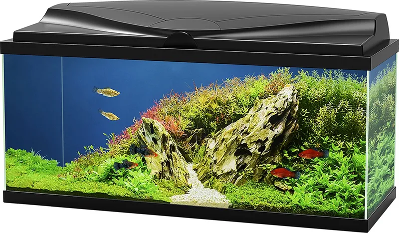 Aquarium - Vissen de Ciano en Noir – photo produit