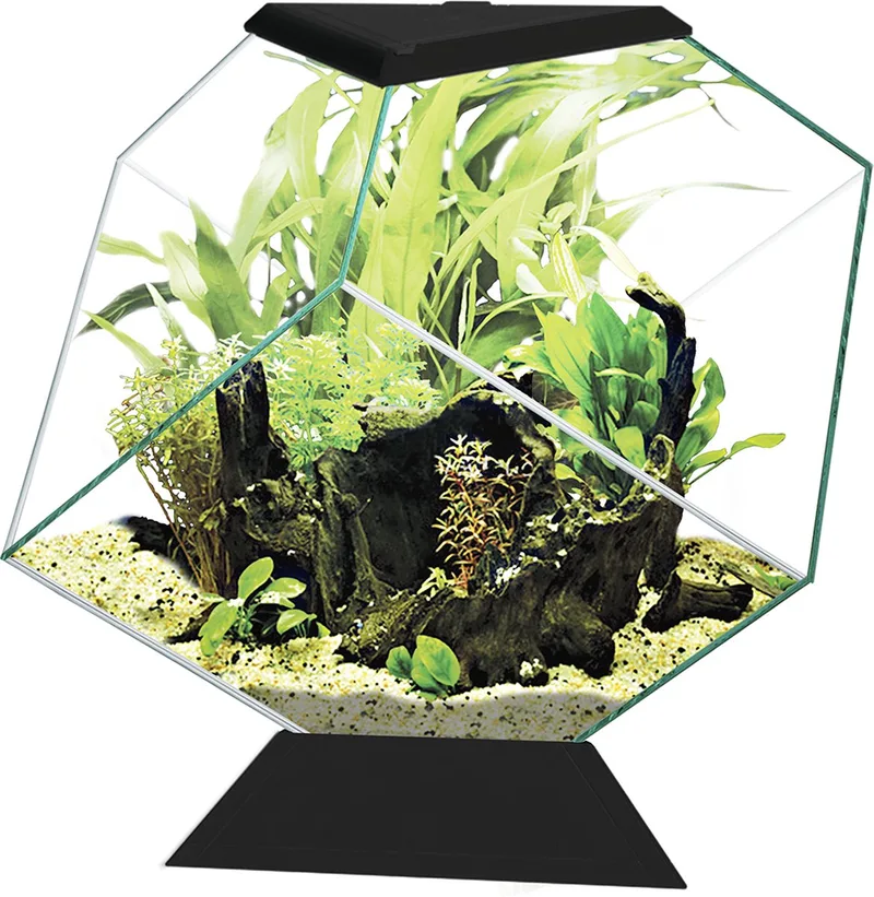Aquarium - Vissen van Ciano in Zwart – productfoto