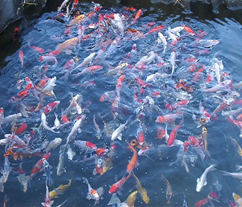 groeivoer Astaxanthine en proteïnegehalte 38%, 10 Kg, 4,5 mm - visvoer - vissenvoer - vijvervoer - kleurvoer - korrels - voer - drijvend - koikarper - goudvis de Coppens – photo produit