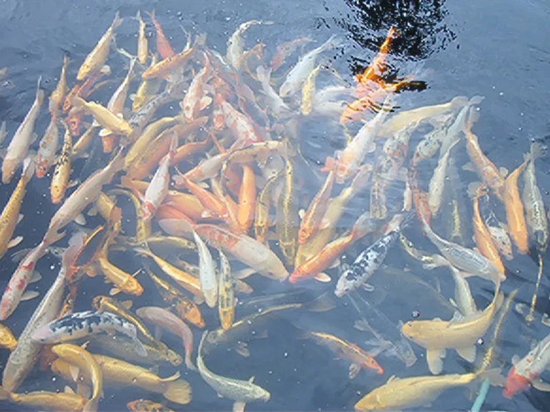 koivoer grower 6 mm met Astaxanthine en proteïnegehalte 38%, 15 Kg,- visvoer - vissenvoer - vijvervoer - kleurvoer - korrels - voer - drijvend - koikarper - goudvis - all roud mix -muti Color de Coppens – photo produit