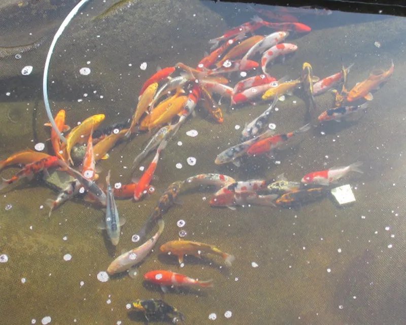 Koivoer Top Koi 3 mm 2,5 kg- visvoer - vissenvoer - vijvervoer - kleurvoer - korrels - voer - drijvend - koikarper - goudvis - all roud mix -muti Color von Coppens – Produktfoto