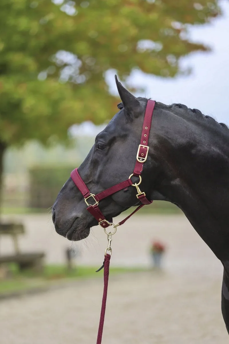 Classy Hoofdstel met Gouden Gespen - Bordeaux Rood - COB de Covalliero en Merlot – photo produit