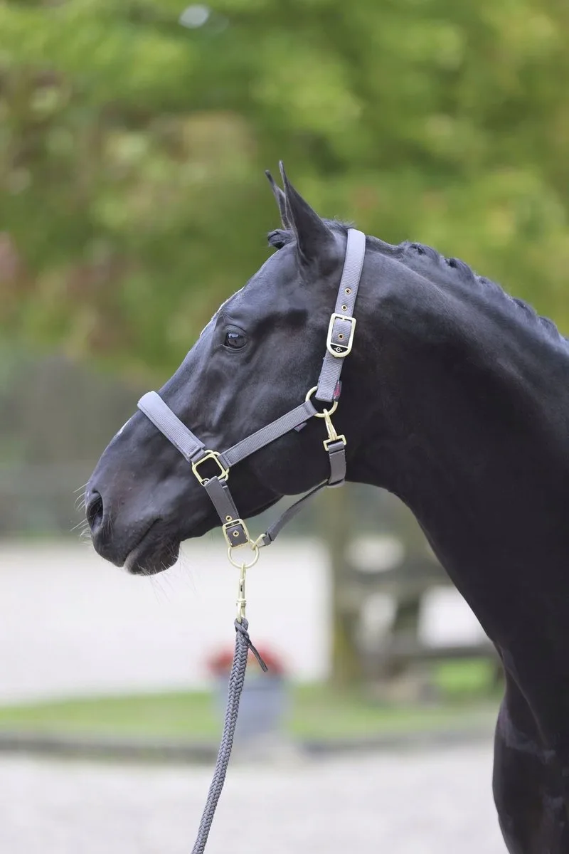 Classy Pony Halster fra Covalliero i Grå – produktbillede