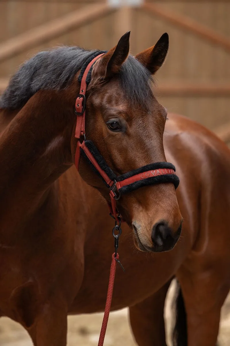 Halster Covalliero by Covalliero in Rood-oranje – product photo