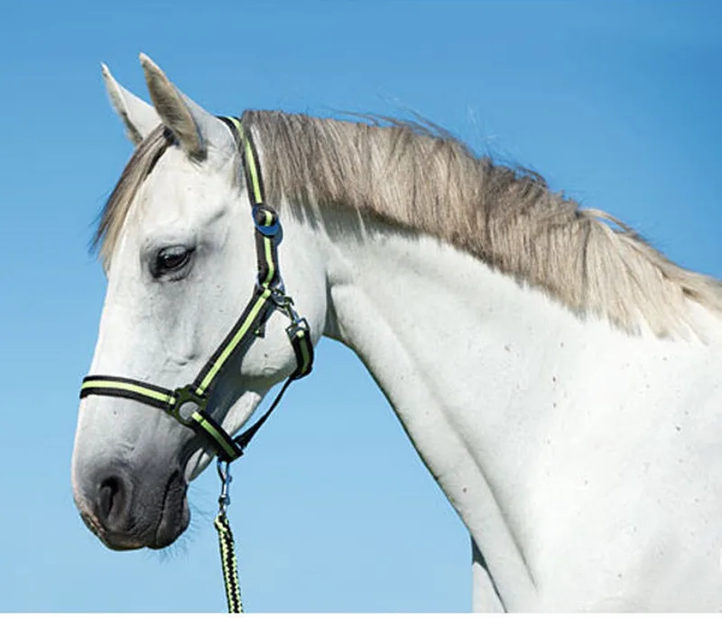 Halster Hippo Antra/Lemon Full de Covalliero en Lemon – photo produit