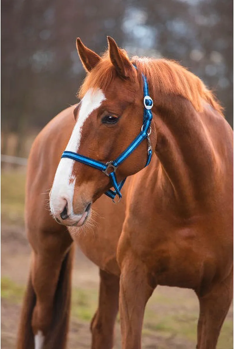 Halster Hippo Pony by Covalliero in Blue – product photo