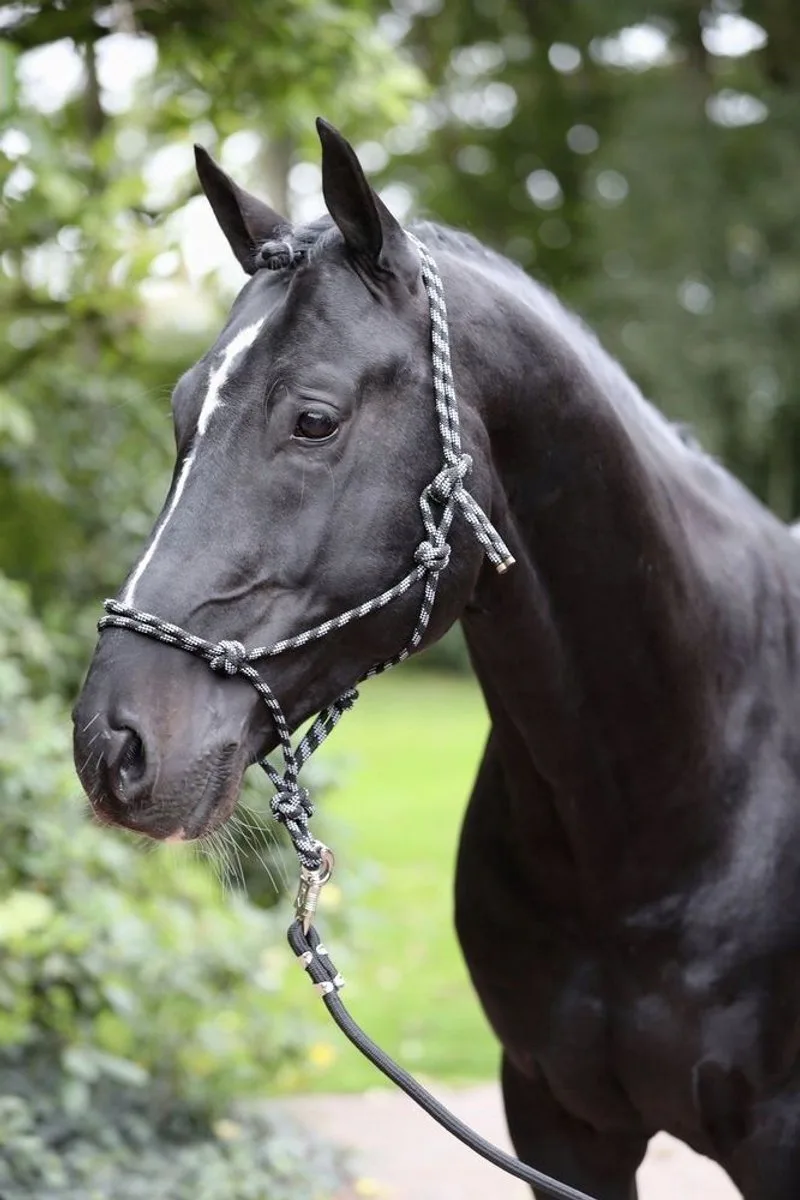 Halster Pony Zwart/Grijs - Sterk & Verstelbaar by Covalliero in Grey – product photo