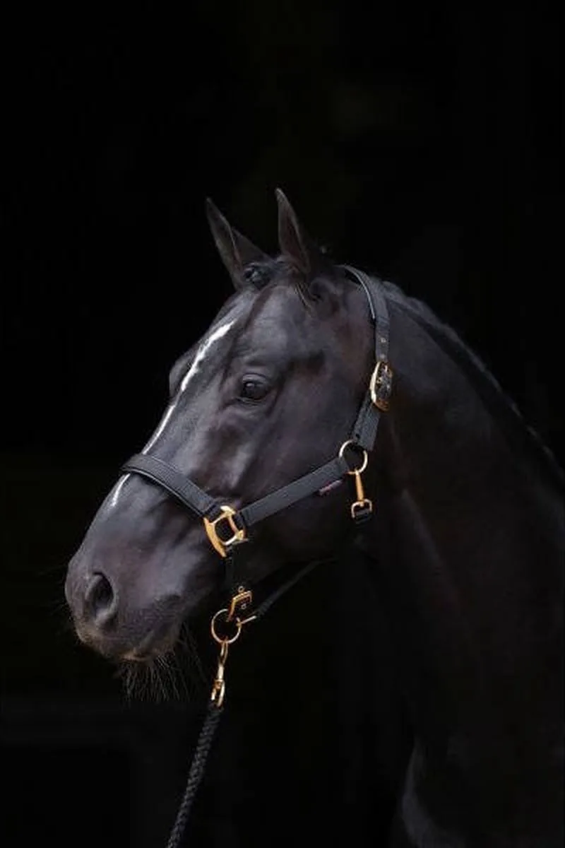 Halster Topline Full by Covalliero in Black – product photo