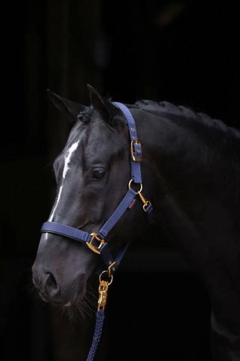 Halster Topline Pony de Covalliero en Bleu – photo produit