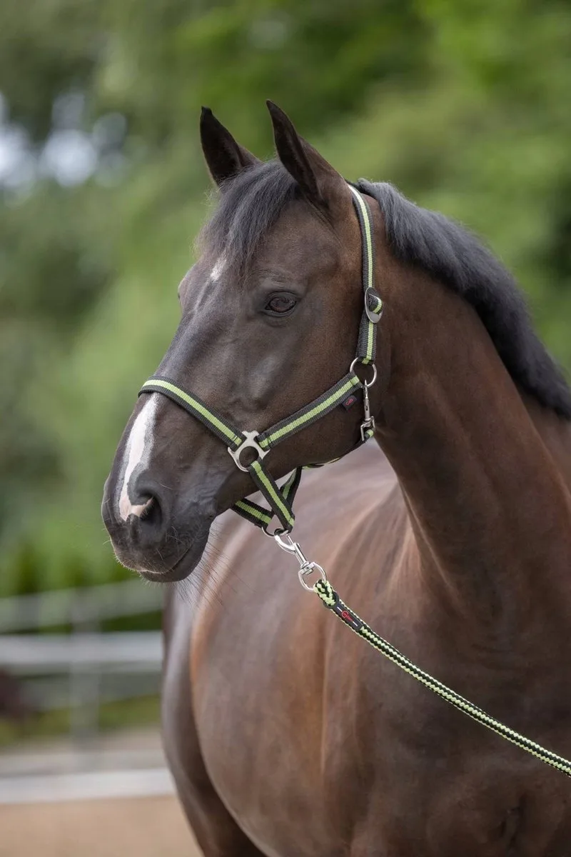 Hippo Halster Antraciet/Lichtgroen - Pony Maat 1 von Covalliero in Anthrazit – Produktfoto