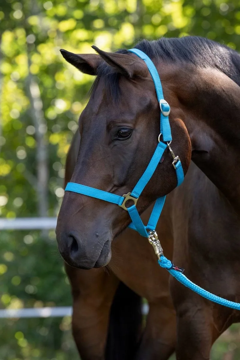 Hippo Halster Pony Shetty by Covalliero in Blue – product photo