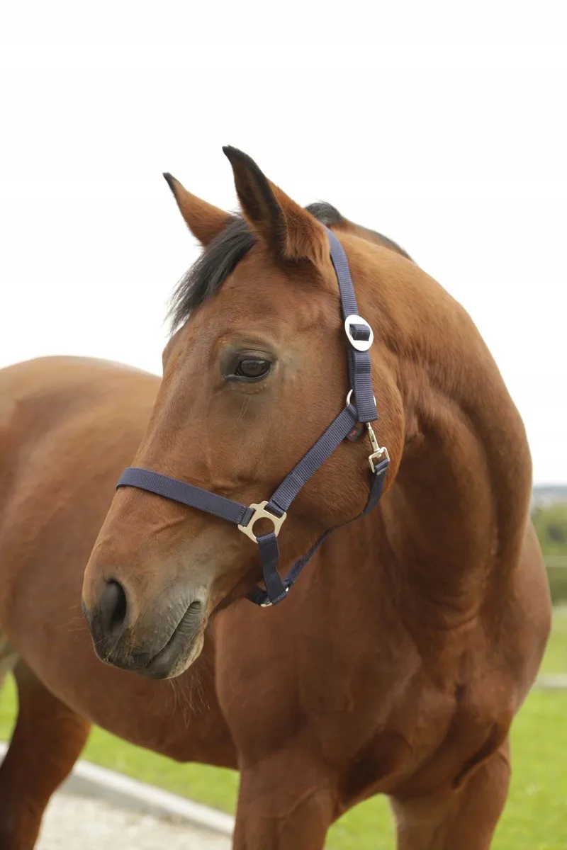 Hippo Hoofdband Maat 3/Full - Navy Blauw fra Covalliero i Marine – produktbillede