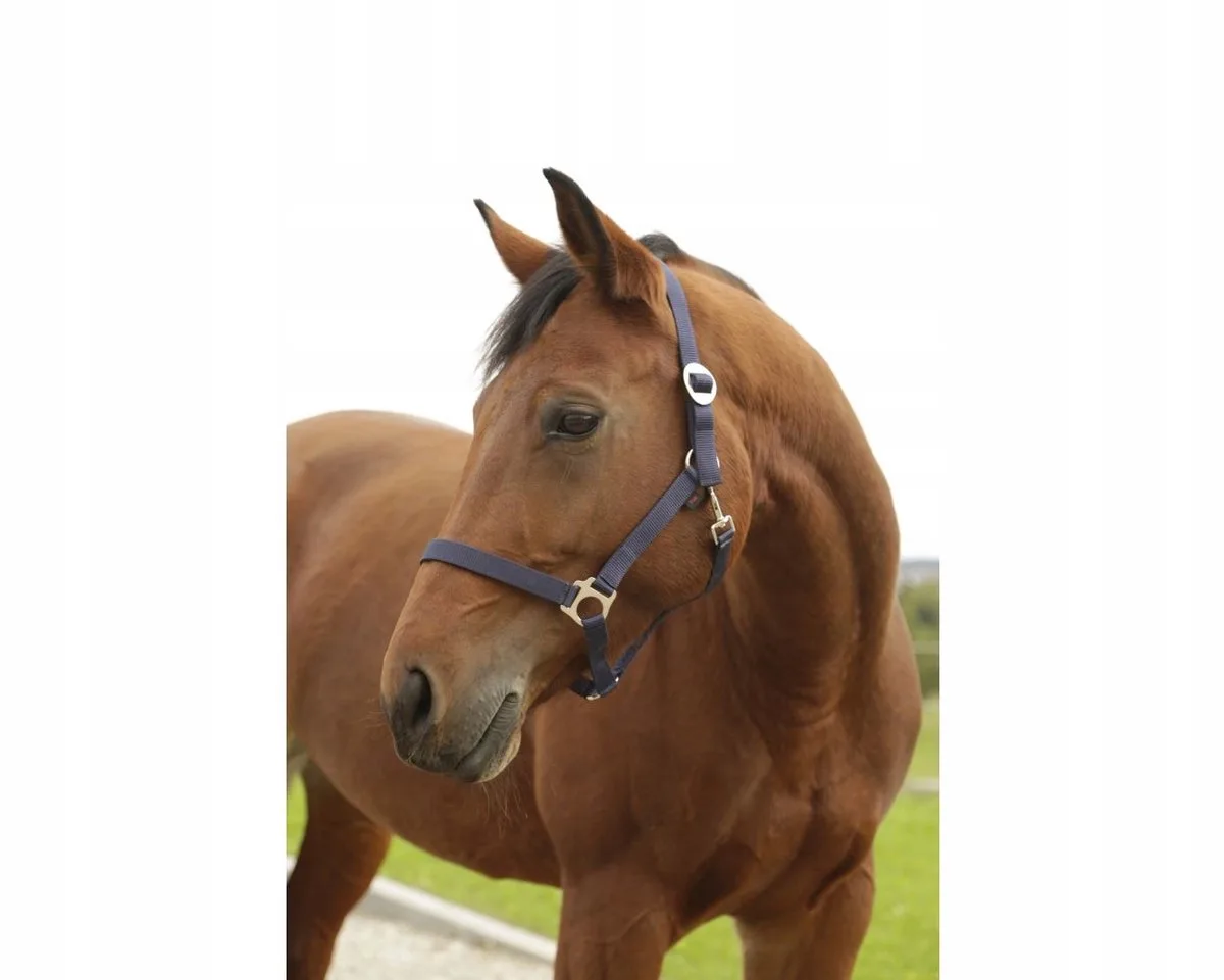 Hippo Hoofdband Navy Veulen - Kwaliteit & Comfort fra Covalliero i Marine – produktbillede
