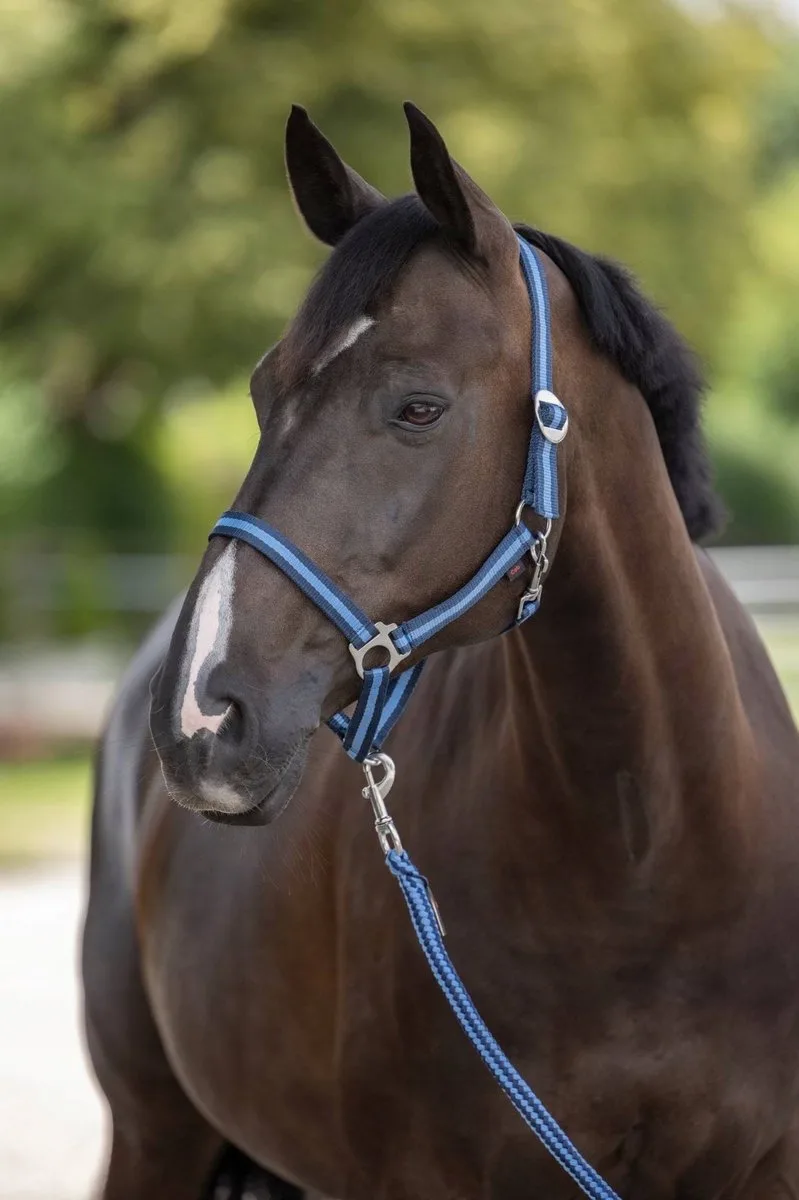 Hippo Hoofdband Paard - Blauw/Marine - Maat 2 (Cob) fra Covalliero i Blå – produktbillede